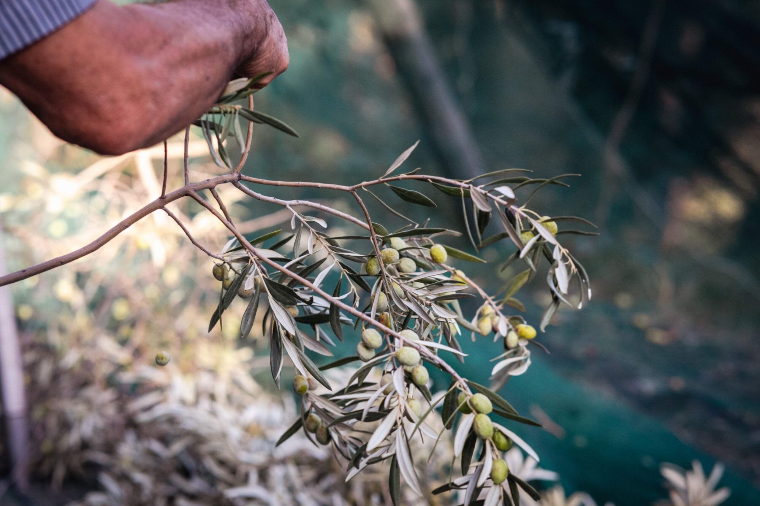 olio agricoltura