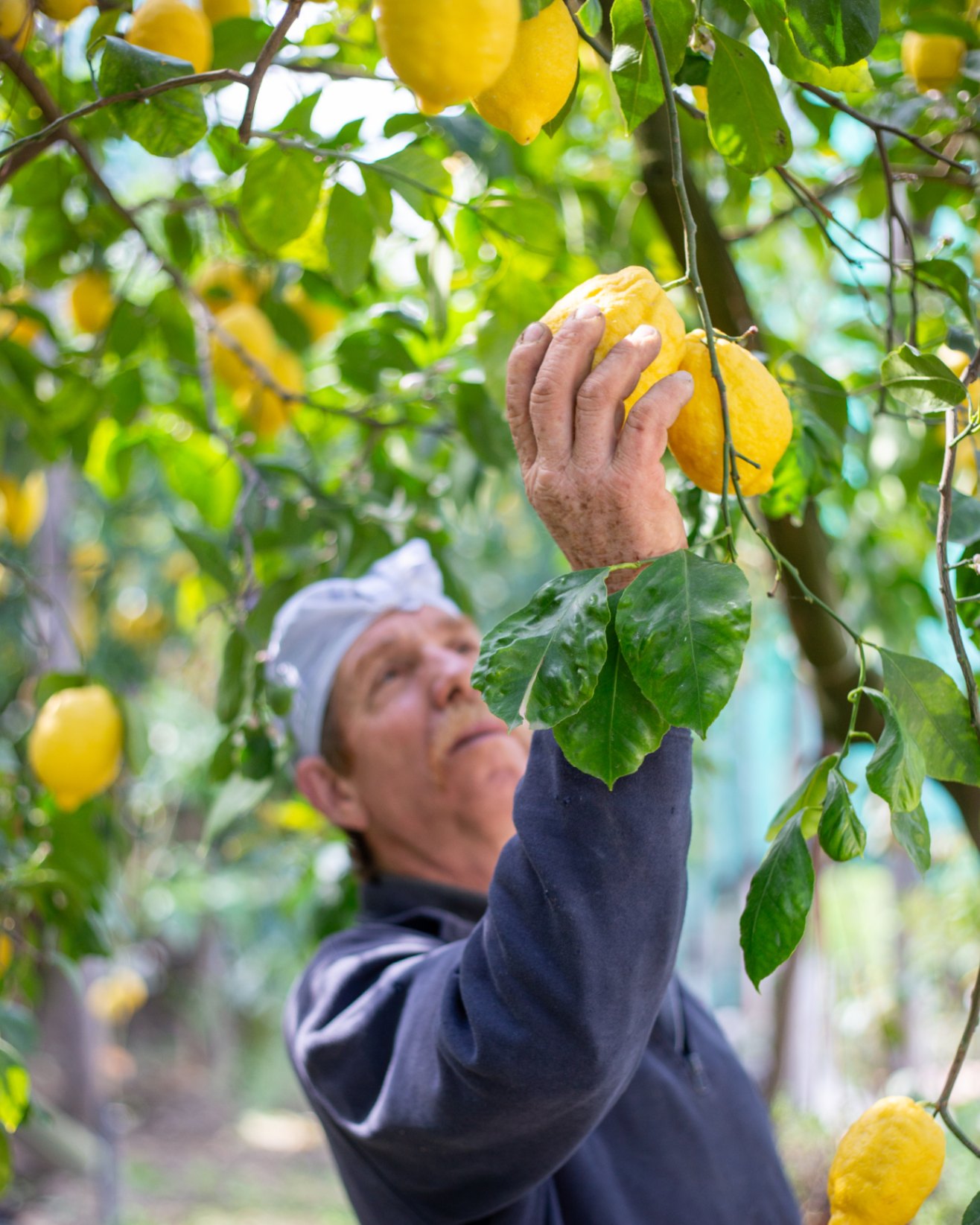 Agricoltura: agricoltore raccoglie i Limoni di Sorrento